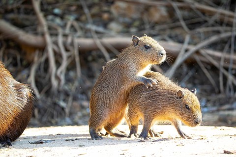 Capybara (Hydrochaeris hydrochaeris) Pantanal Brazil