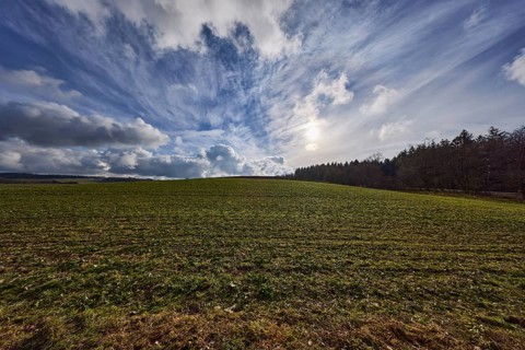 Field, agriculture, coniferous forest, deep blue sky, cumulus clouds, cirrostratus clouds,