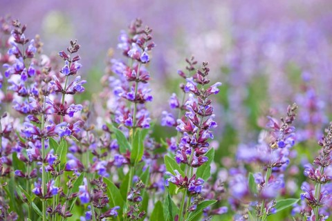 Common sage (salvia officinalis) in bloom, Freital, Saxony, Germany, Europe