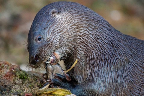 Southern river otter (Lontra longicaudis) Pantanal Brazil