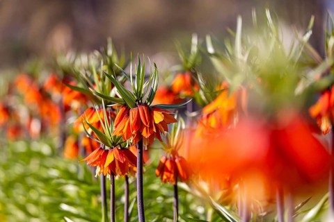 A blaze of colour in spring. Flowering imperial crown (Fritillaria imperialis) . Stuttgart,