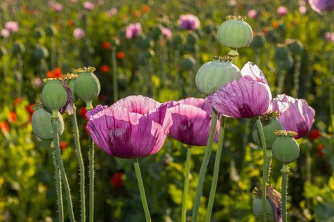 Poppy capsules and flowers of the blue poppy (Papaver somniferum) in the morning light, in a field