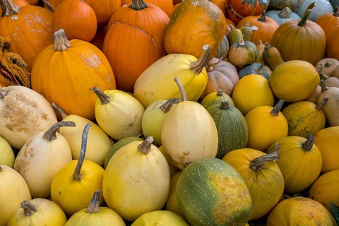 Market stall with pumpkins, Münsterland, North Rhine-Westphalia, Germany, Europe