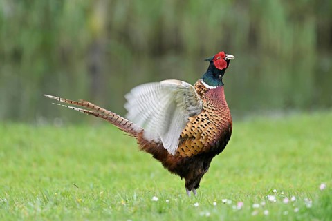 Pheasant (Phasianus colchicus), calling male, courtship, flapping wings, fluttering, Texel, North