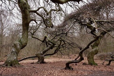 Witches' forest on Rügen, crippled beeches, March, Mecklenburg-Western Pomerania, Germany, Europe