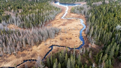 River crossing a swamp area. Region of La Mauricie. Province of Quebec. Canada