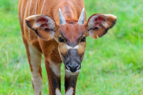 Portrait of an Eastern Bongo (Tragelaphus eurycerus isaaci)