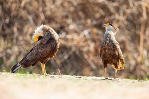 Crested caracara (Polyborus plancus) Pantanal Brazil