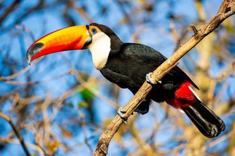 Giant toucan (Ramphastos toco) Pantanal Brazil