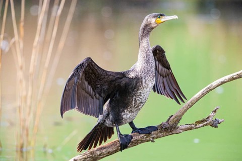 Cormorant (Phalacrocorax carbo) Germany