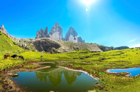 Cows are grazing near a small lake reflecting the tre cime di lavaredo peaks in the italian