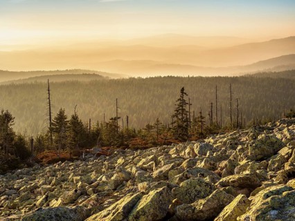 View from the Lusen with Blockmeer in the golden evening light, Bavarian Forest National Park,