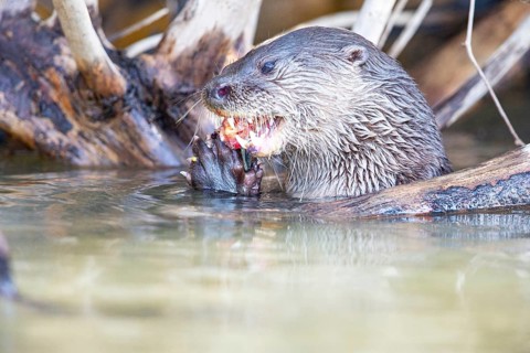 Southern river otter (Lontra longicaudis) Pantanal Brazil