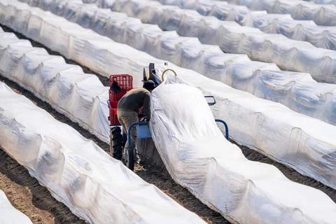 Asparagus harvest on the Lower Rhine, near Wesel, asparagus field under thermo foil, for faster