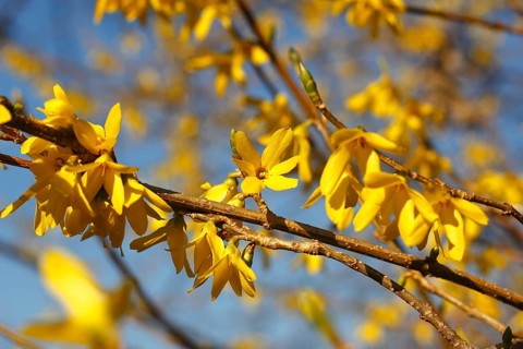 Flowering forsythia (Forsythia), North Rhine-Westphalia, Germany, Europe