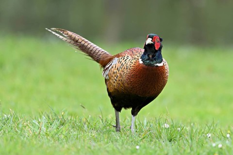 Pheasant (Phasianus colchicus), male standing in meadow, Texel, North Holland, Netherlands