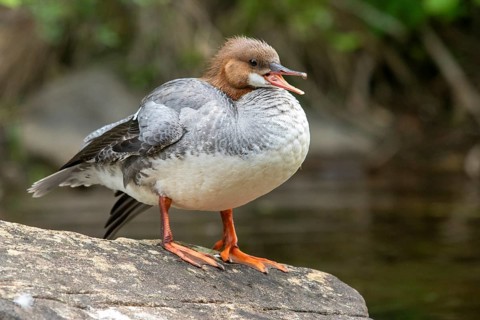 Common merganser. Mergus merganser. A female stands a rock. Lake Wapizagonke. La Mauricie national