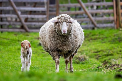 Sheep and young of the Württemberger breed, also known as Merinoland sheep. Sheep pasture on the