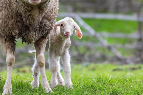 Sheep and young of the Württemberger breed, also known as Merinoland sheep. Sheep pasture on the