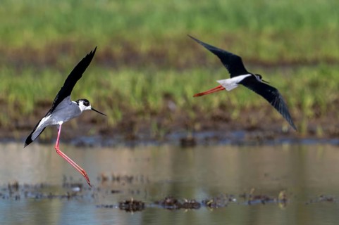 Two black-winged stilts (Himantopus himantopus) adult males landing in shallow water of pond at