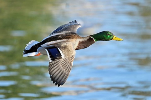 Mallard (Anas platyrhynchos), drake in flight, Lake Zug, Canton Zug