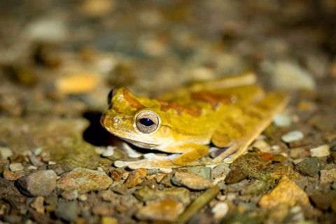 Mexican tree frog (Smilisca baudinii), sitting on the ground, at night, Puntarenas province, Costa