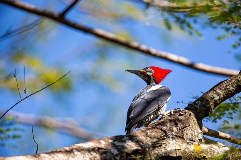 Lineated woodpecker (Dryocopus lineatus) Pantanal Brazil