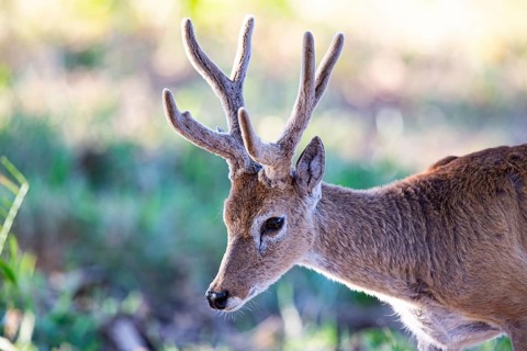 Pampas deer (Ozotoceros bezoarticus) Pantanal Brazil