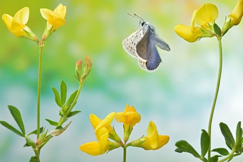 Hippocrepis blue, male (Polyommatus icarus) in flight on the flowers of horseshoe clover