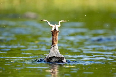 Common merganser. Mergus merganser. A female swallows a bull frog. Lake Wapizagonke. La Mauricie