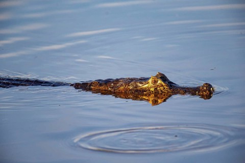 Spectacled caiman (Caiman crocodilius) Panatanal Brazil