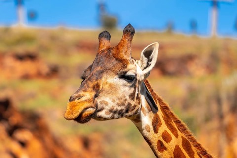 A giraffe with its head turned to the side and its tongue hanging out. The giraffe is standing in a