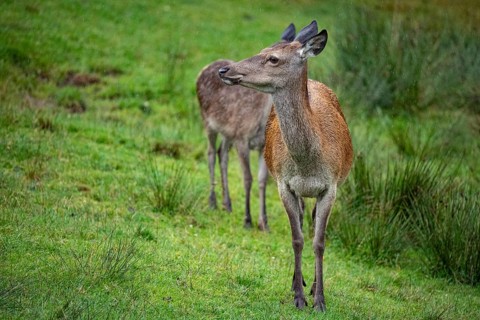 Red deer (Cervus elaphus) cow with calf captive Germany