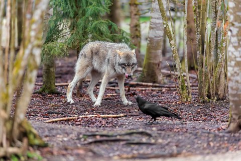 A grey wolf (Canis lupus lupus) standing in a forest on a cloudy day, watching a common raven