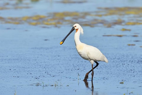 Spoonbill (Platalea leucorodia), adult bird striding through shallow water, adult bird in