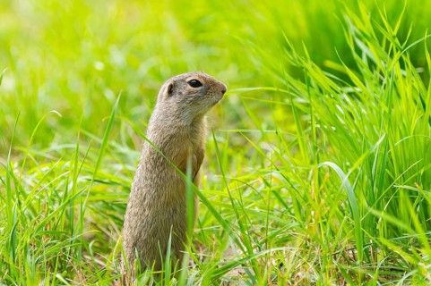 European ground squirrel (Spermophilus citellus) on a meadwo, Bavaria, Germany, Europe