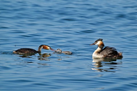 Great Crested Grebe (Podiceps Scalloped ribbonfish), pair feeding a chick with fish, swimming in