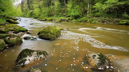 European beech trees shedding leaves, in the foreground moss-covered stones on the river Sihl,