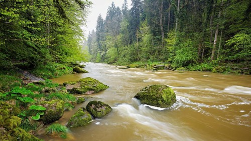 European beech trees shedding leaves, in the foreground moss-covered stones on the river Sihl,