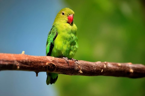Taranta parrot (Agapornis taranta), adult, male, on hold