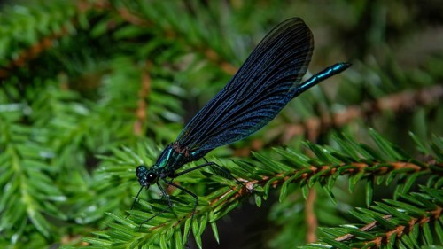 Blue dragonfly resting on a fir branch, Gudbrandsdal, Norway, Europe
