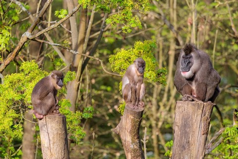 Three Drills (Mandrillus leucophaeus), a male and two females, sit high up on the three stumps of a