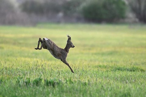 Roe deer (Capreolus capreolus), roebuck jumping, on the run, Lake Neusiedl National Park, Seewinkel