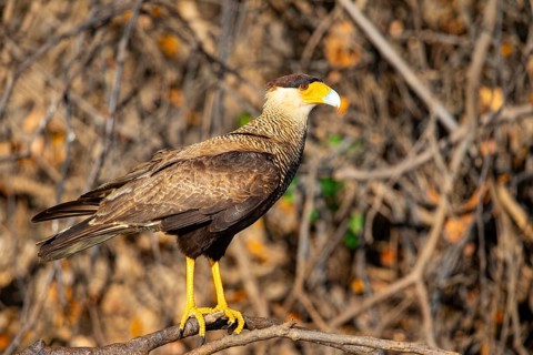 Crested caracara (Polyborus plancus) Pantanal Brazil