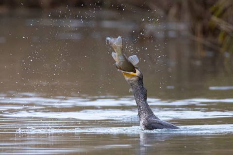 Cormorant (Phalacrocorax carbo) catching fish Germany