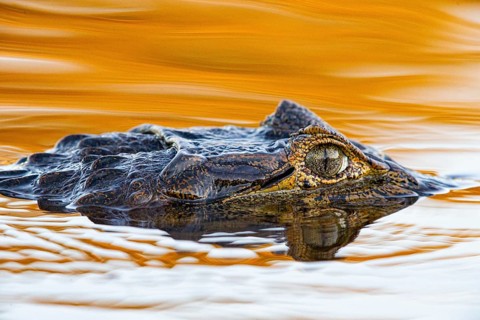 Spectacled caiman (Caiman crocodilius) Pantanal Brazil