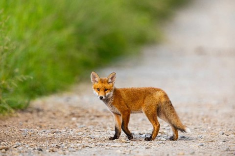 Fox (Vulpes vulpes) puppy Germany