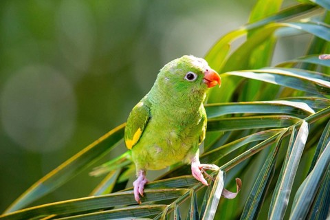 Yellow-winged Parakeet (Brotogeris chiriri) Pantanal Brazil