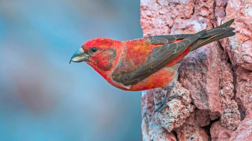 Spruce Crossbill (Loxia curvirostra) Finch, male, foraging for minerals, splendid plumage,