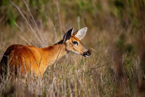 Marsh deer (Blastocerus dichotomous) Pantanal Brazil